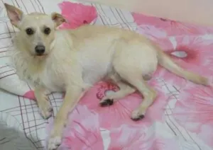 Cachorro raça vira lata idade 3 anos nome Sheick