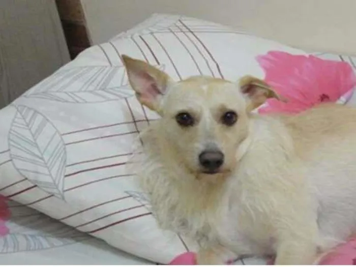 Cachorro raça vira lata idade 3 anos nome Sheick