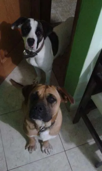 Cachorro ra a Viralata - misturado com boxer idade 1 ano nome Raika e Nero