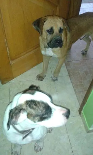Cachorro ra a Viralata - misturado com boxer idade 1 ano nome Raika e Nero
