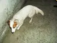 Luma