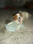 Luma