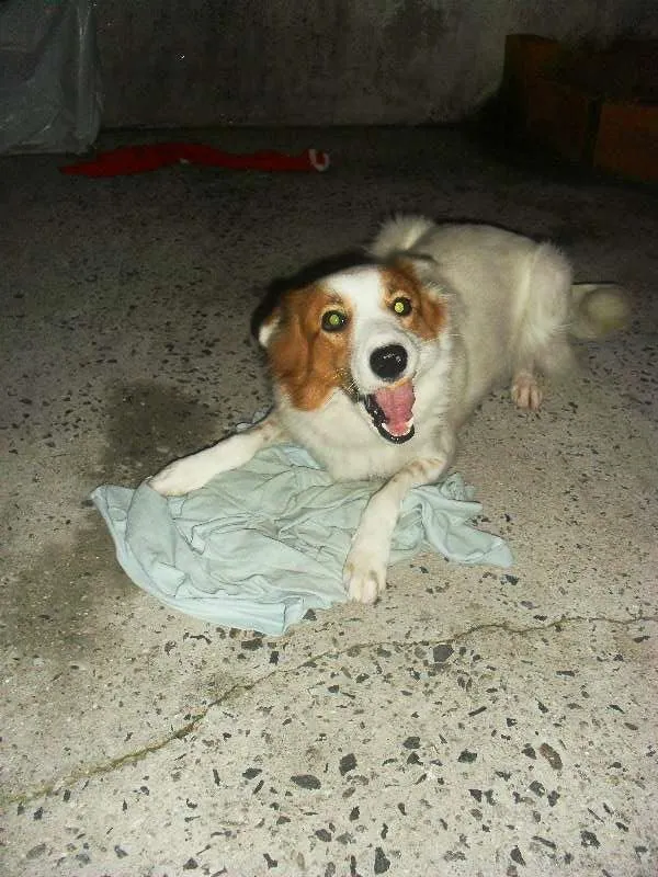 Cachorro ra a RND idade 1 ano nome Luma