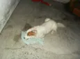 Luma