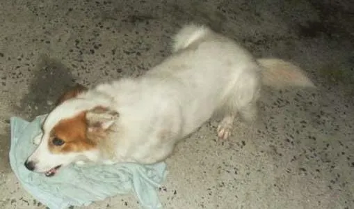 Cachorro ra a RND idade 1 ano nome Luma
