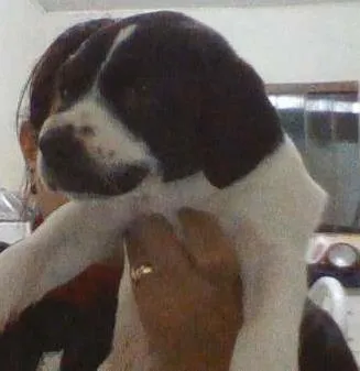 Cachorro ra a Labrador com vira lata idade Abaixo de 2 meses nome Não tem ainda
