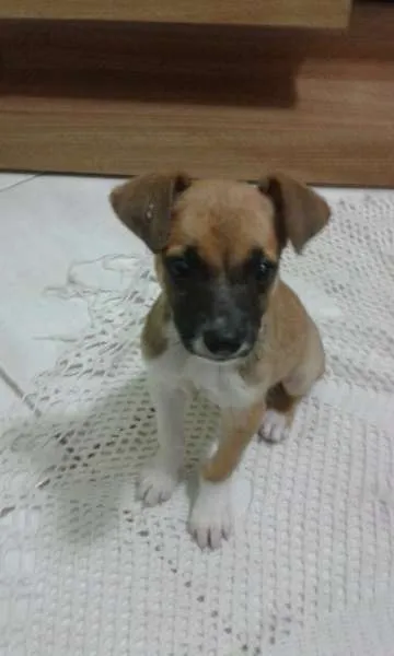 Cachorro ra a Viralata idade 2 a 6 meses nome Vida