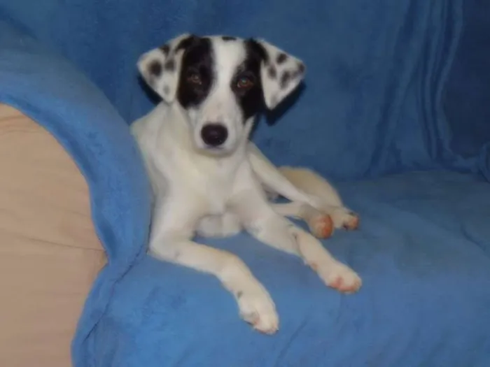 Cachorro ra a SRD idade 7 a 11 meses nome Jack