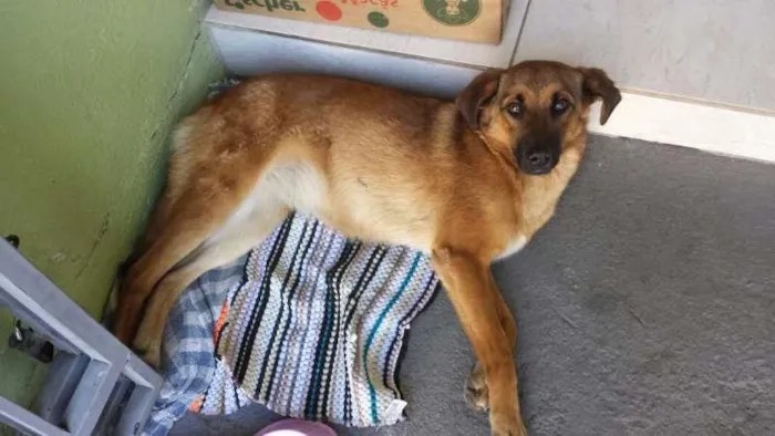 Cachorro ra a SRD idade 1 ano nome Mel