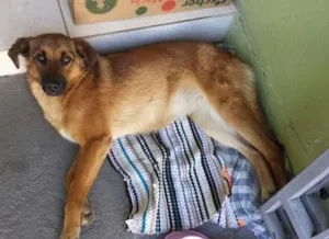 Cachorro raça SRD idade 1 ano nome Mel