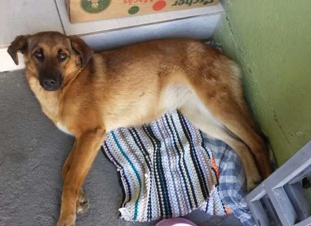Cachorro ra a SRD idade 1 ano nome Mel