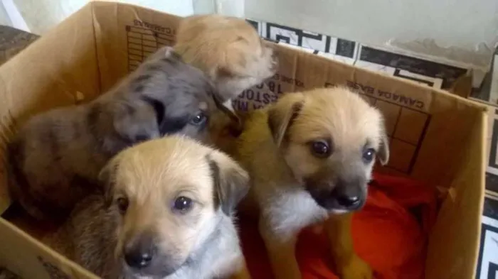 Cachorro ra a vira-lata idade Abaixo de 2 meses nome Vários