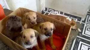 Cachorro raça vira-lata idade Abaixo de 2 meses nome Vários