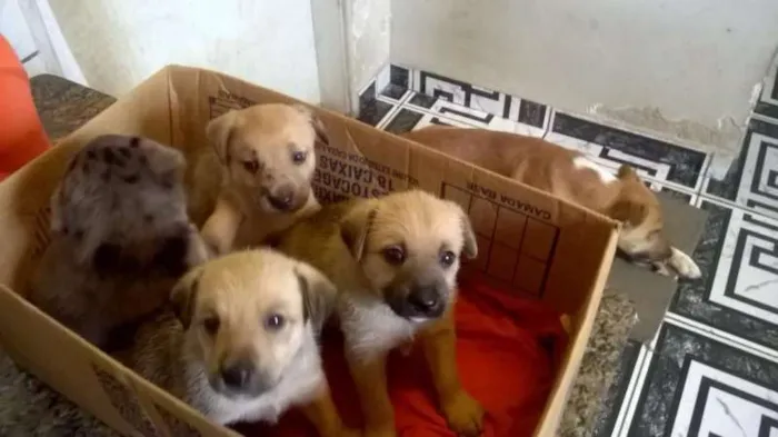 Cachorro ra a vira-lata idade Abaixo de 2 meses nome Vários