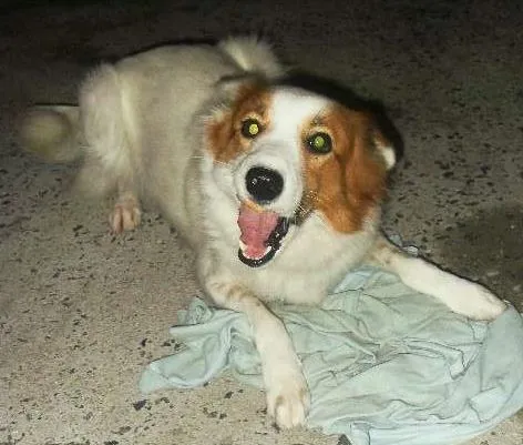 Cachorro ra a RND idade 1 ano nome Luma