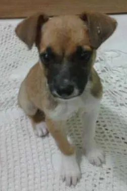 Cachorro ra a Viralata idade 2 a 6 meses nome Vida