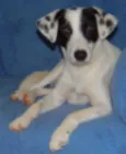 Jack