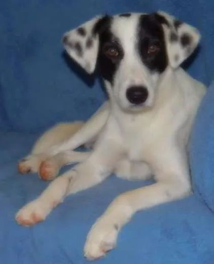 Cachorro ra a SRD idade 7 a 11 meses nome Jack