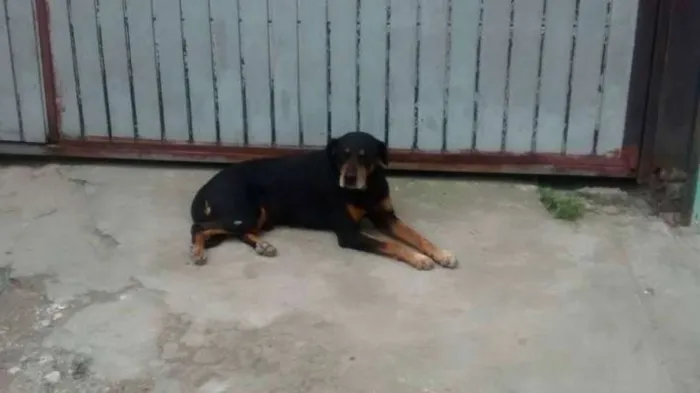 Cachorro ra a Rottweiler idade 2 anos nome MAGNUS