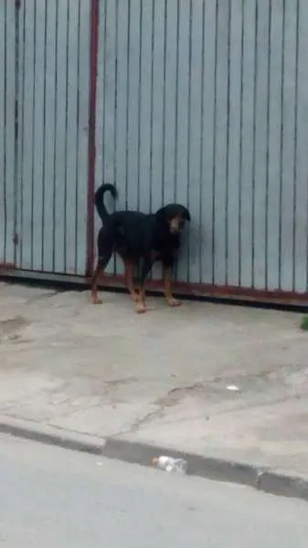 Cachorro ra a Rottweiler idade 2 anos nome MAGNUS