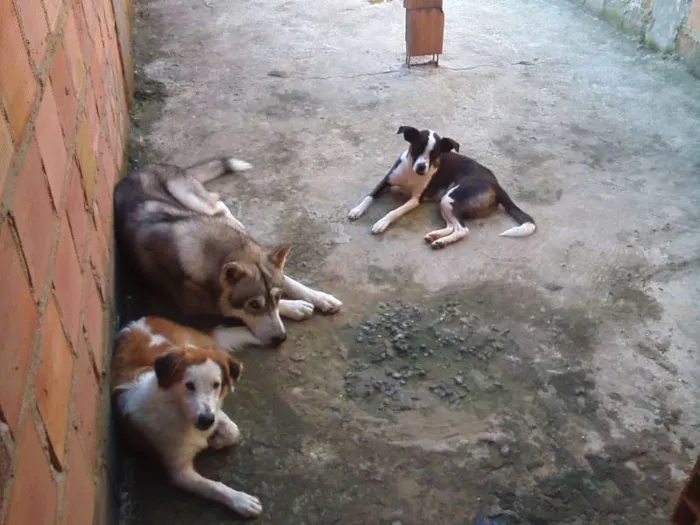Cachorro raça Indefinido idade 1 ano nome Nero