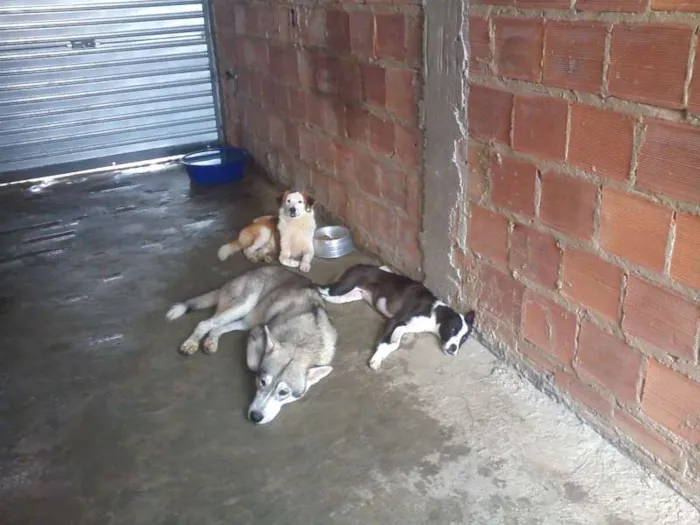 Cachorro raça Indefinido idade 1 ano nome Nero