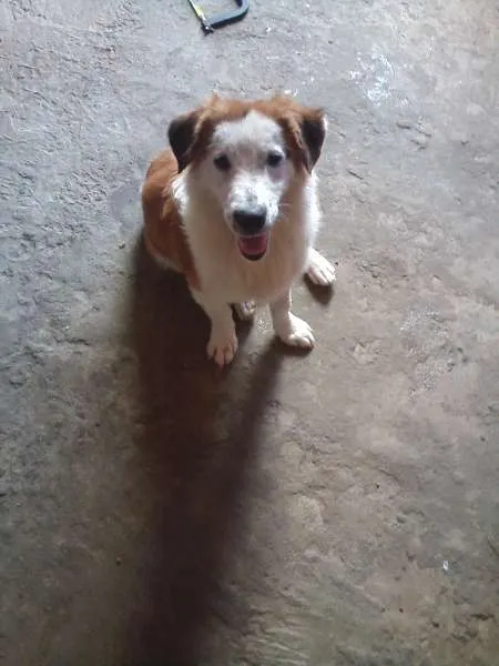 Cachorro raça Indefinido idade 1 ano nome Nero