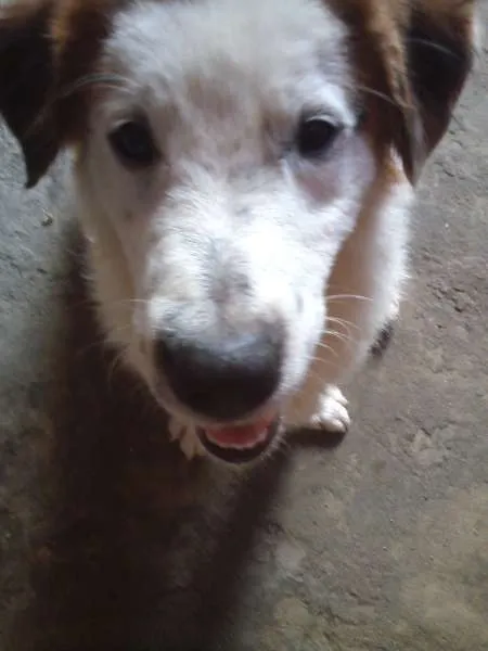 Cachorro raça Indefinido idade 1 ano nome Nero