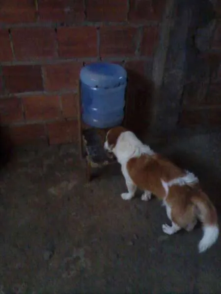 Cachorro raça Indefinido idade 1 ano nome Nero