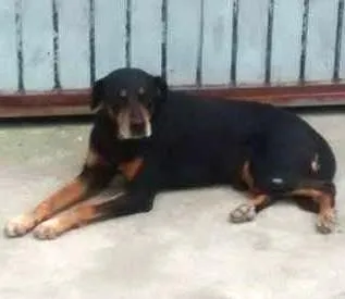 Cachorro ra a Rottweiler idade 2 anos nome MAGNUS