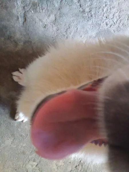 Cachorro raça Indefinido idade 1 ano nome Nero