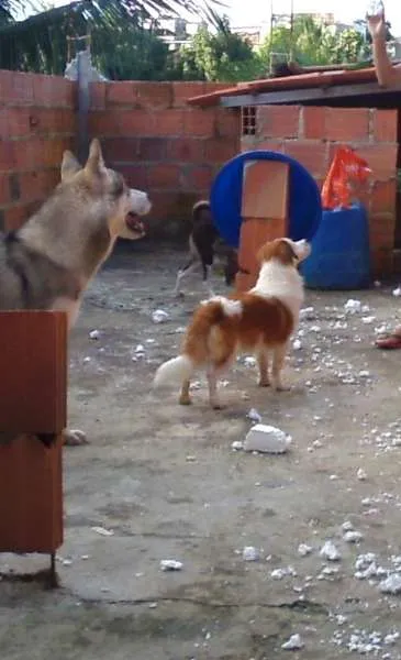 Cachorro raça Indefinido idade 1 ano nome Nero