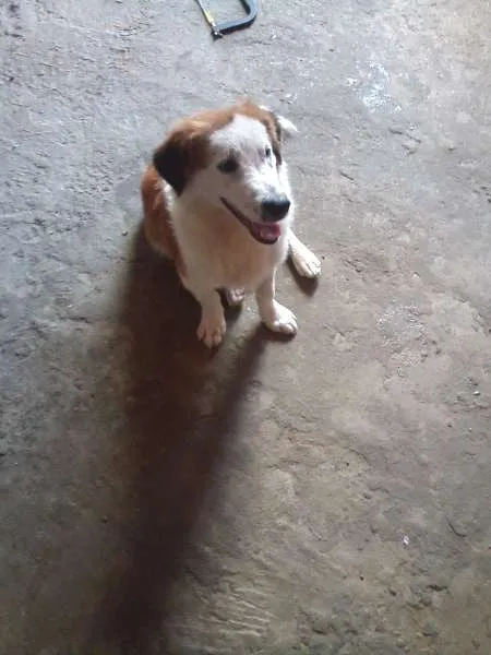 Cachorro raça Indefinido idade 1 ano nome Nero