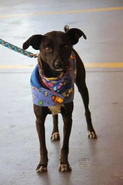 Cachorro ra a Mestiço idade 1 ano nome Jack