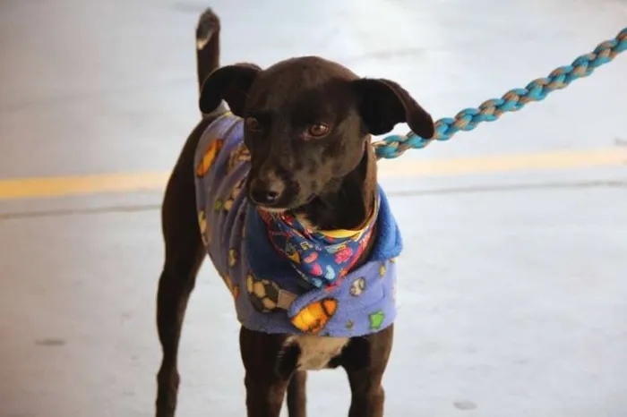 Cachorro ra a Mestiço idade 1 ano nome Jack