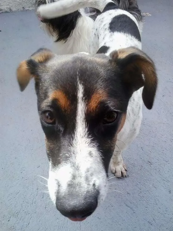 Cachorro raça SRD idade 2 a 6 meses nome Estela