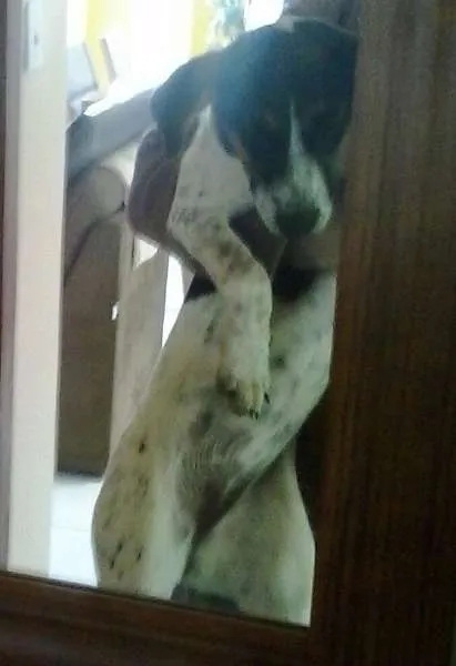 Cachorro raça SRD idade 2 a 6 meses nome Estela