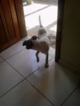 Estela