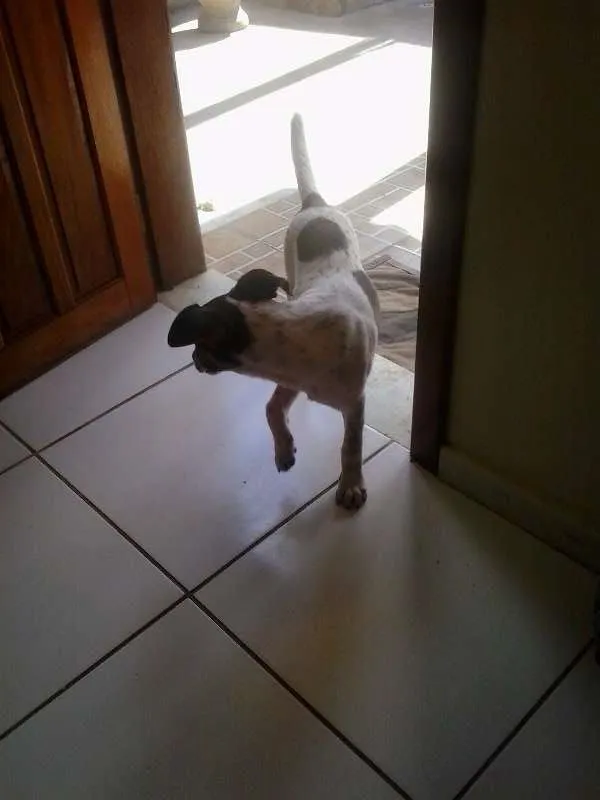 Cachorro raça SRD idade 2 a 6 meses nome Estela