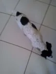 Estela