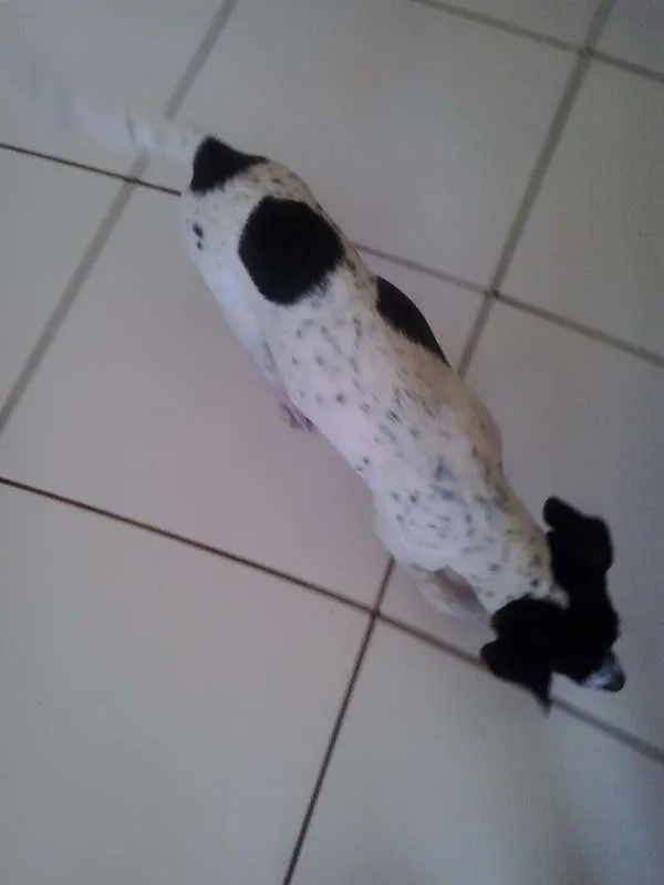 Cachorro raça SRD idade 2 a 6 meses nome Estela