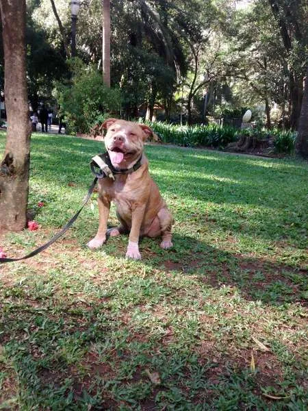 Cachorro ra a Pit-Bull idade 1 ano nome caramelo