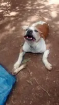 bombom