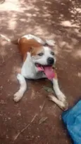 bombom