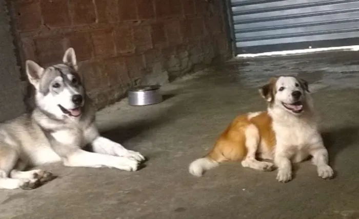 Cachorro raça Indefinido idade 1 ano nome Nero