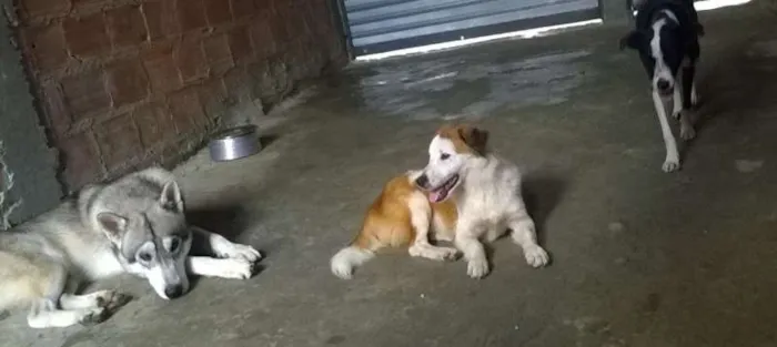 Cachorro raça Indefinido idade 1 ano nome Nero