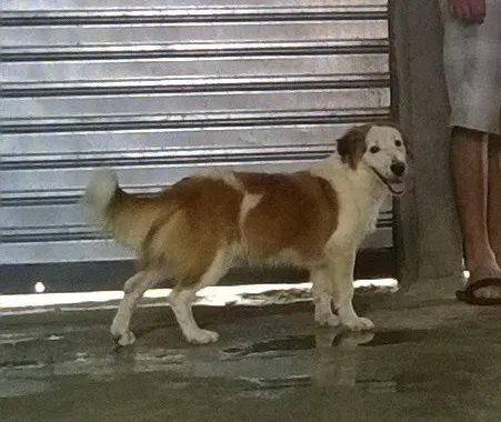 Cachorro raça Indefinido idade 1 ano nome Nero