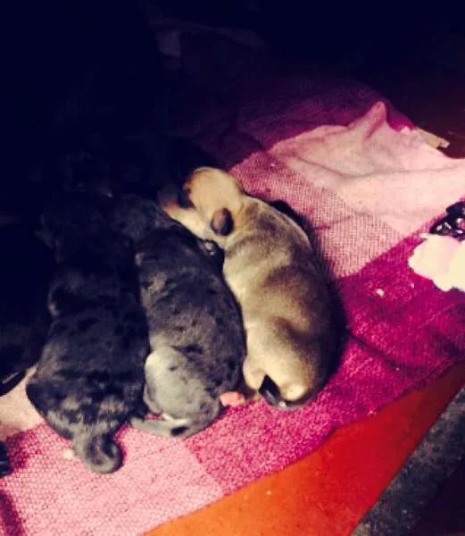 Cachorro ra a Vira-Lata idade Abaixo de 2 meses nome -