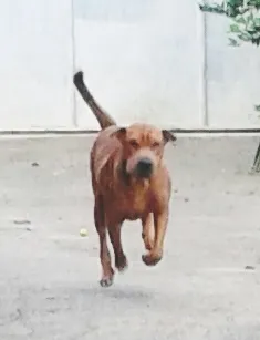 Cachorro ra a Shar Pei idade 2 anos nome Billy