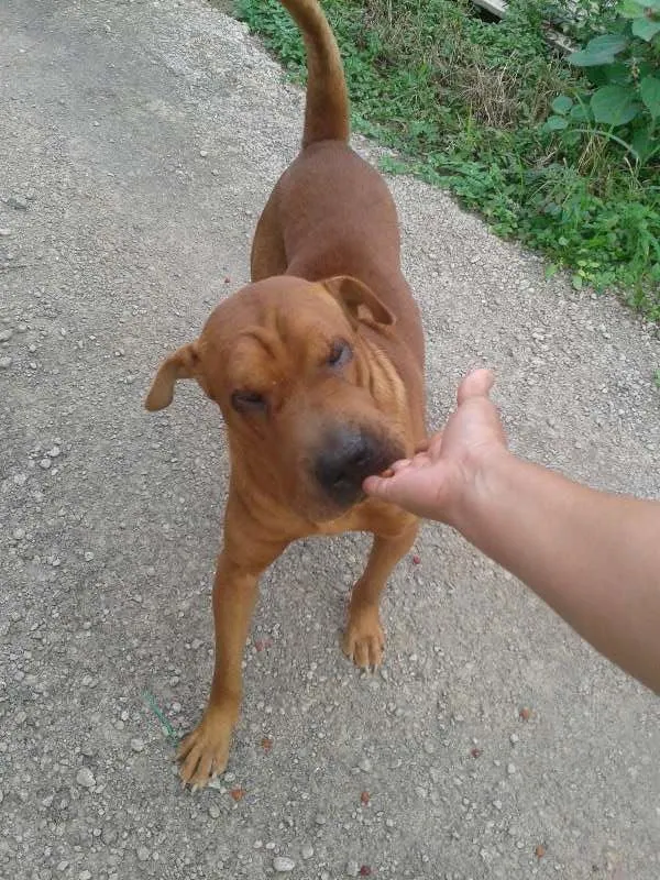 Cachorro ra a Shar Pei idade 2 anos nome Billy